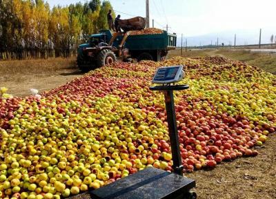 خبرنگاران کوتاه کردن دست دلالان، چاره سیب صنعتی بدمنظر در آذربایجان غربی