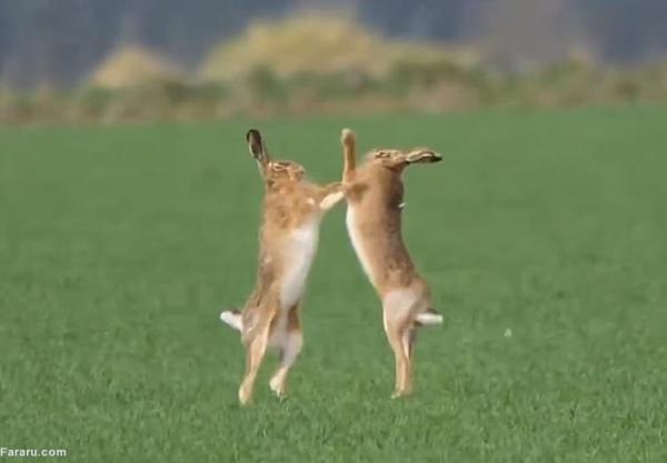 (ویدئو) درگیری شدید بین دو خرگوش!