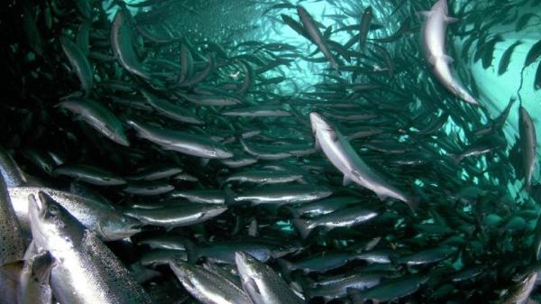 فراوری بیش از هزار تن ماهی در واحد های پرورشی