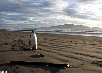 پنگوئنی که 4 هزار کیلومتر اشتباه رفت