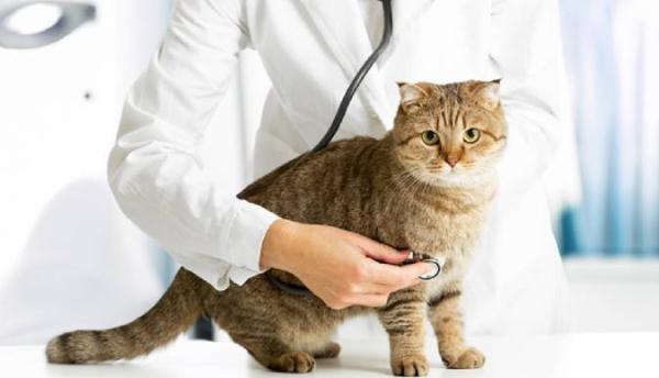 6 بیماری رایج گربه ها، علائم و درمان آن ها
