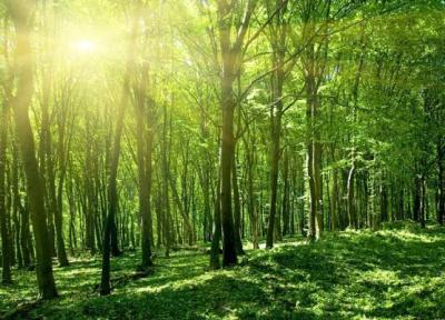 وقف 40 سال زندگی برای خلق یک جنگل در هند