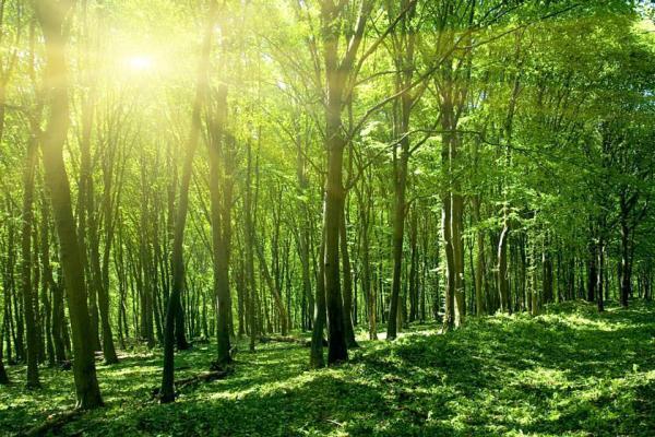 وقف 40 سال زندگی برای خلق یک جنگل در هند
