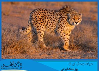 کمتراز 50 عدد تا انقراض یوزپلنگ ایرانی به جامانده